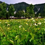 “9DM攻略畅玩玖大猫mod游戏”